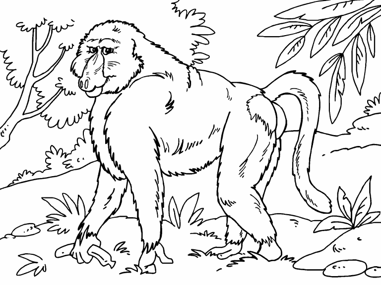 baboon-coloring-page-coloring-pages-4-u