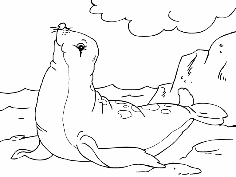 Seal coloring page - Coloring Pages 4 U