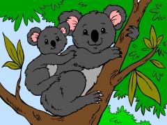 australiananimal_koala