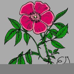 flower_eglantine