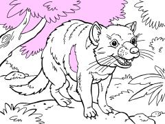 australiananimal_tasmaniandevil