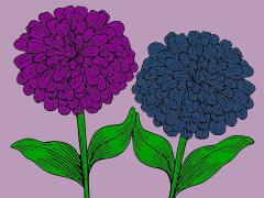 flower_zinnia