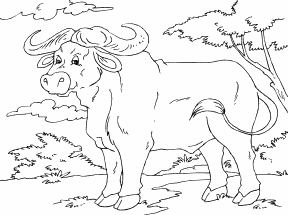 African Buffalo
