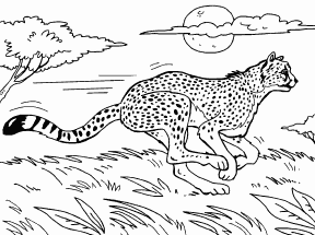 Cheetah
