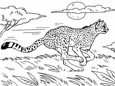 Cheetah