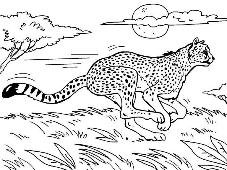 Free Printable Cheetah Coloring - Cheetah.tn768 