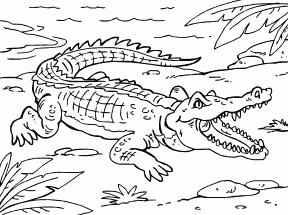 Crocodile