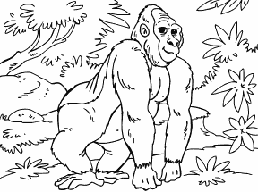 Gorilla
