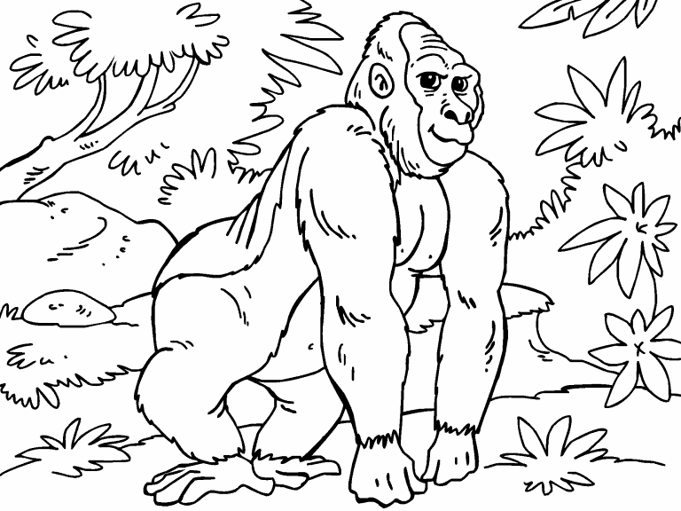Gorilla coloring page - Coloring Pages 4 U