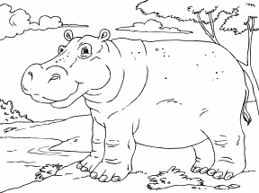 Hippo