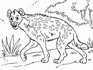 Hyena