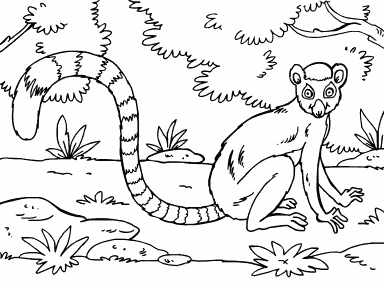 Lemur