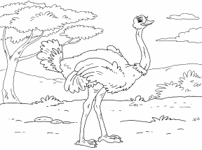 Ostrich