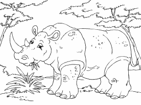 Rhinoceros