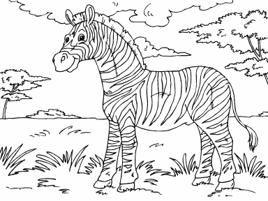 Zebra