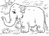 Asian Elephant