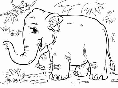 Asian Elephant