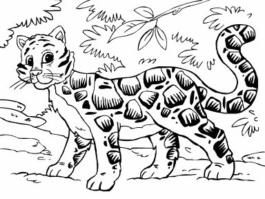 Clouded Leopard
