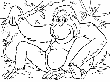 Orangutan