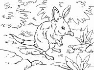 Bilby