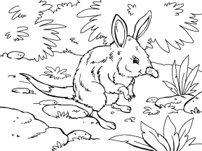 Bilby