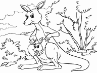 Kangaroo