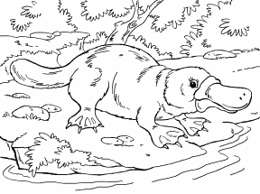 Platypus