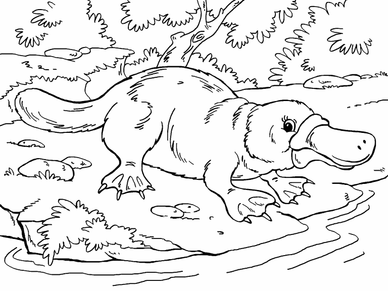 platypus-coloring-page-coloring-pages-4-u