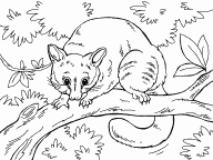 Possum