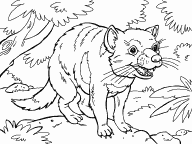Tasmanian Devil