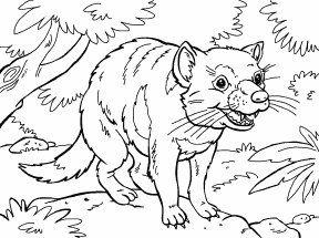 Tasmanian Devil