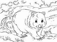 Wombat