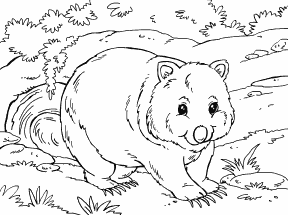 Wombat