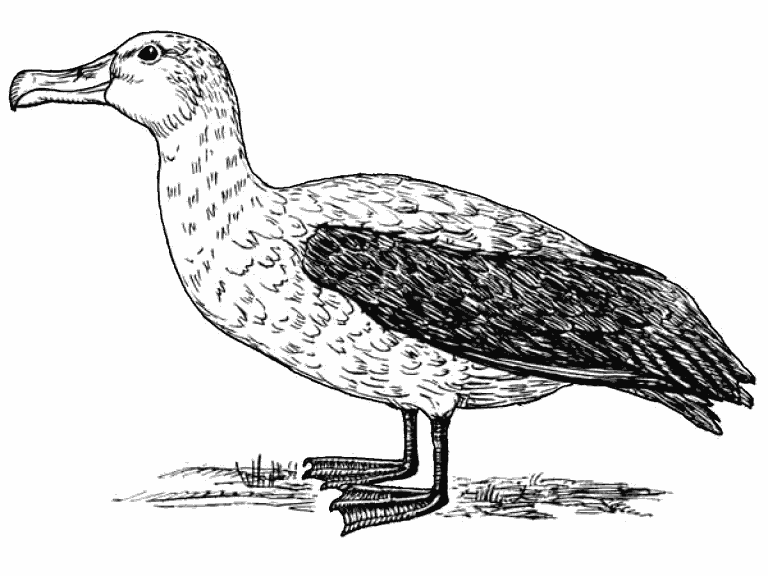 Albatross coloring page - Coloring Pages 4 U