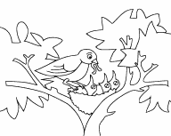 Baby Birds