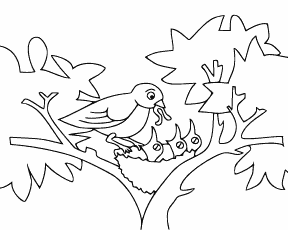 Baby Birds