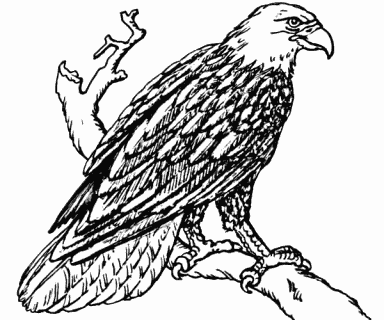 Bald Eagle
