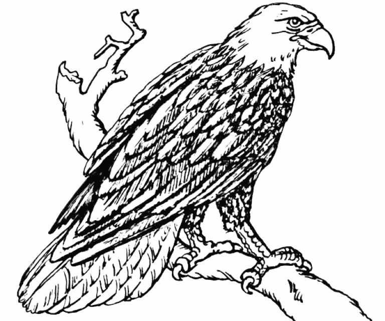 Coloring Pages Realistic Bald Eagle Coloring Pages