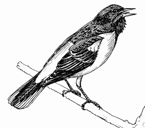 Baltimore Oriole
