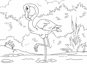 Flamingo
