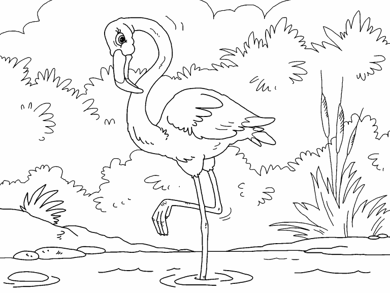Flamingo coloring page - Coloring Pages 4 U