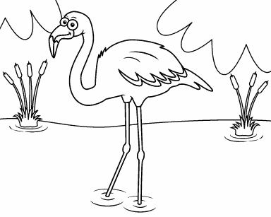 Flamingo