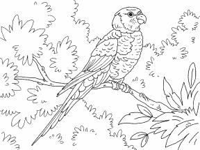 lorrikeet