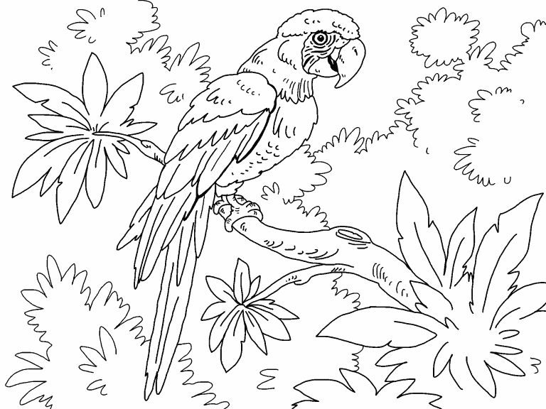 Macaw