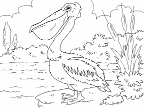 Pelican