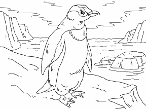 Penguin