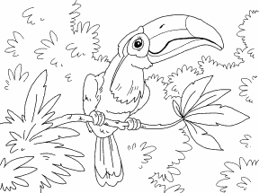 Toucan