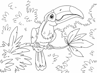 Toucan