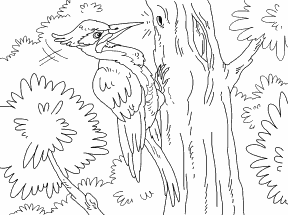 Woodpecker