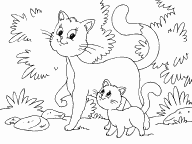 Cat and Kitten